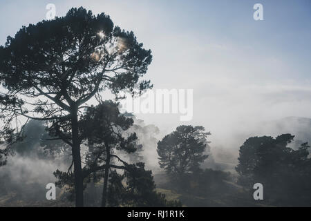 Forêt de pins en brouillard Hobbiton, Nouvelle-Zélande Banque D'Images