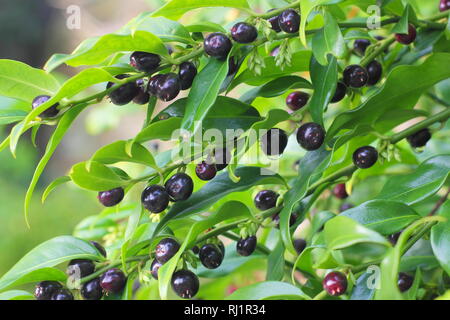 Sarcococca confusa. Sweet case "Confusa' affichant des baies dans un jardin au Royaume-Uni - Décembre. Banque D'Images