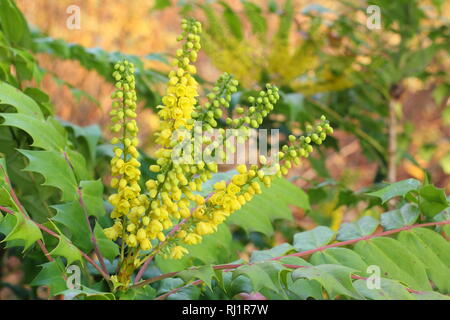 Mahonia x media 'en cours' en fleur dans un jardin d'hiver - Décembre, UK Banque D'Images