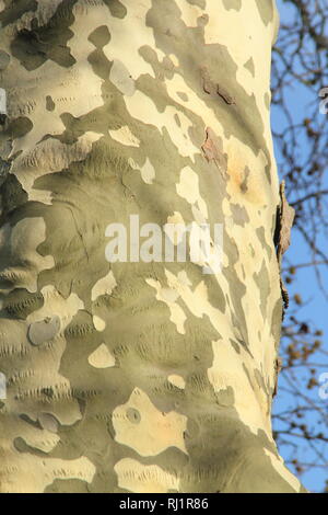 Platanus x hispanica.. Détail de l'écorce d'un arbre Plan de Londres. Également appelé Platanus acerifolia ×, - décembre, UK Banque D'Images