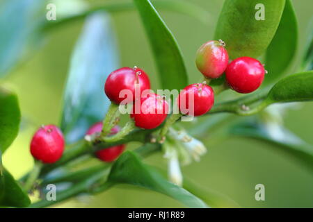 Sarcococca ruscifolia var. chinensis 'dragon Gate" affichant les fleurs et les baies, décembre, le jardin Banque D'Images