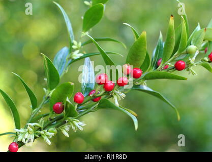 Sarcococca ruscifolia var. chinensis 'dragon Gate" affichant les fleurs et les baies, décembre, le jardin Banque D'Images