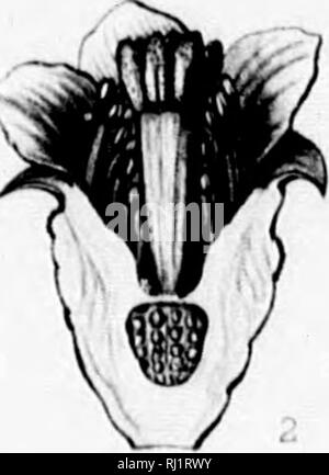 . Le Silva de l'Amérique du Nord [microforme] : une description de l'arbre qui se développent naturellement en Amérique du Nord du Mexique exclusif. Les ARBRES ; ARBRES ; ARBRES, Arbres. •N. Veuillez noter que ces images sont extraites de la page numérisée des images qui peuvent avoir été retouchées numériquement pour plus de lisibilité - coloration et l'aspect de ces illustrations ne peut pas parfaitement ressembler à l'œuvre originale.. Sargent, Charles Sprague, 1841-1897 ; Faxon, Charles Edward, 1846-1918. New York, Boston : Houghton, Mifflin Banque D'Images