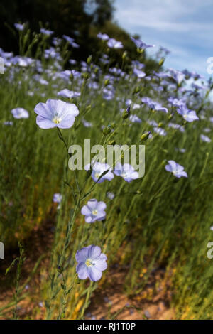 Petites fleurs bleu lin commun poussant dans un champ Banque D'Images