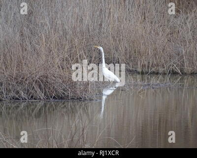 Grande Aigrette en Croatie Banque D'Images