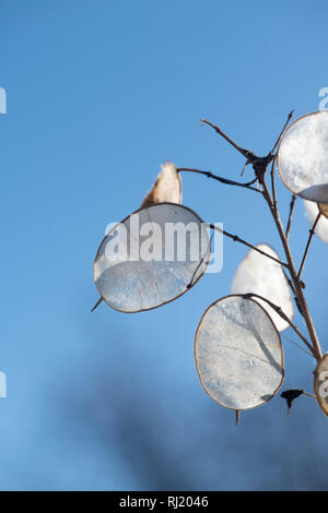 Lunaria annua. L'honnêteté les coupelles de semences de fleurs en hiver contre un ciel bleu. UK Banque D'Images