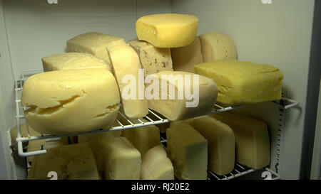 Roues de fromage sur les étagères dans l'usine laitière. Banque D'Images