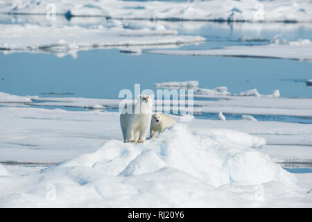 L'ours blanc, Ursus maritimus, au nord-est de la côte du Groenland, du Groenland, de l'Arctique Banque D'Images