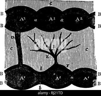 . Sur l'histoire de l'Eozoön Canadense [microform]. La paléontologie, foraminifères ; paléontologie ; Foraminifères. u si nj'-je bien que le plan général de croissance décrit par M. Dawson, et exposées dans ses photographies de sections verticales du fossile, est sans aucun doute que ce qui est typique d'Eozoon, et pourtant, je constate que l'acervuline mode de croissance, également mentionné par M. Dawson, très souvent prend sa place dans la partie plus superficielle, où les chambres, qui sont disposés en rangées régulières dans l'aménagement de certaines parties, sont entassés les uns sur les autres sans aucune régularité, comme c'est particulièrement bien montrer Banque D'Images