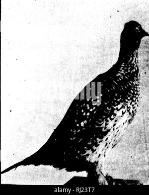 . Le gibier du Manitoba [microform]. Jeu et jeu-oiseaux, gibier. ^^^* ai8^^, Ir£ %. t-- PEDIOCETES PHASIANKIJ^'-US (tétras à queue, ou Vieux poulet des Prairies du Manitoba). Veuillez noter que ces images sont extraites de la page numérisée des images qui peuvent avoir été retouchées numériquement pour plus de lisibilité - coloration et l'aspect de ces illustrations ne peut pas parfaitement ressembler à l'œuvre originale.. Atkinson, George E. , d. 1913, Historical and Scientific Society of Manitoba. Manitoba Free Press de Winnipeg : Banque D'Images