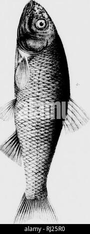 . Le lac Supérieur [microforme] : son caractère physique, de la végétation et les animaux, comparés à ceux d'autres régions semblables et . Histoire naturelle ; sciences naturelles. . Veuillez noter que ces images sont extraites de la page numérisée des images qui peuvent avoir été retouchées numériquement pour plus de lisibilité - coloration et l'aspect de ces illustrations ne peut pas parfaitement ressembler à l'œuvre originale.. Agassiz, Louis, 1807-1873 ; es. Boston : Gould, Kendall et Lincoln Banque D'Images