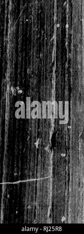 . Le lac Supérieur [microforme] : son caractère physique, de la végétation et les animaux, comparés à ceux d'autres régions semblables et . Histoire naturelle ; sciences naturelles. . Veuillez noter que ces images sont extraites de la page numérisée des images qui peuvent avoir été retouchées numériquement pour plus de lisibilité - coloration et l'aspect de ces illustrations ne peut pas parfaitement ressembler à l'œuvre originale.. Agassiz, Louis, 1807-1873 ; es. Boston : Gould, Kendall et Lincoln Banque D'Images