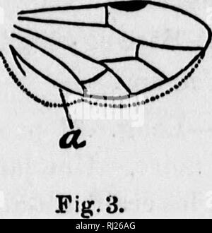 . Corrections et ajouts au Volume II de la faune entomologique du Canada, traitant des hyménoptères [microform]. Hyménoptères Hyménoptères ;. Fig. 2.. Veuillez noter que ces images sont extraites de la page numérisée des images qui peuvent avoir été retouchées numériquement pour plus de lisibilité - coloration et l'aspect de ces illustrations ne peut pas parfaitement ressembler à l'œuvre originale.. Provancher, L. , 1820-1892 ; Provancher, L. , 1820-1892. Petite faune entomologique du Canada. [Le Québec ?  : S. n. ] Banque D'Images