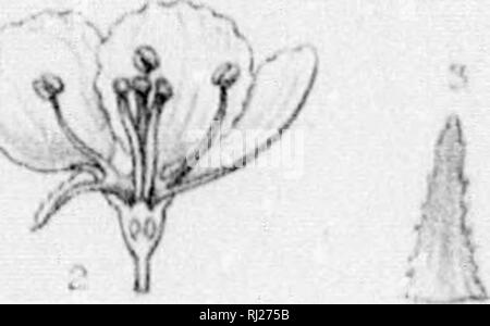 . Le Silva de l'Amérique du Nord [microforme] : une description de l'arbre qui se développent naturellement en Amérique du Nord du Mexique exclusif. Les ARBRES ; ARBRES ; ARBRES, Arbres. . Veuillez noter que ces images sont extraites de la page numérisée des images qui peuvent avoir été retouchées numériquement pour plus de lisibilité - coloration et l'aspect de ces illustrations ne peut pas parfaitement ressembler à l'œuvre originale.. Sargent, Charles Sprague, 1841-1897 ; Faxon, Charles Edward, 1846-1918. New York, Boston : Houghton, Mifflin Banque D'Images