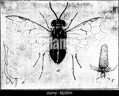 . Révision des Nematinae d'Amérique du Nord [microforme] : une sous-famille de les hyménoptères de la famille des Tenthredinidae. Les insectes Hyménoptères ; ; ; Insectes Hyménoptères. 123 ping, |lavs 3e du fiila', lerior lowii : Onze femelles, l'un prélevé au Bro( !kp'"rt, N. Y., la larve de l'Ined autres' trouvé sur poiriers près de SaiTainento. (Jal., les adultes issu- dans}"- en mars. (Coll. U. S. Nat. Mus.) Cette sawrty a été rapporté par Matthieu Cooke à être très nuisible ! En 1881-1882 à propos de Sacramento, en Californie, et dans une suite ? Comtés. Il se nourrit des feuilles des arbres, l'oreille)j'skeletoniziuj^ plus ou les Banque D'Images