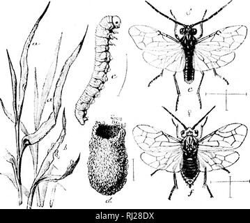 . Révision des Nematinae d'Amérique du Nord [microforme] : une sous-famille de les hyménoptères de la famille des Tenthredinidae. Les insectes Hyménoptères ; ; ; Insectes Hyménoptères. 97 est plus ou moins biiiidcd^ avec du jaune sur les j'riur iiuii«^osti de iii (lie se ; ;- iiients. Le wiiij ;' veines sont li.nlit pour les plus brunâtre [":irt ; le coût d'un litre et demi d'subeosta, la stigmatisation, et la lyases de plus des veines reacldny le corps des deux foie et les pattes arrière sont presque winys hyaline. Homme-Len,utli &Lt ;" à 7..") mm. ; plutôt elonuate shininj, élancée, striie tiirul ? ;- détails en général qu'en fe Banque D'Images