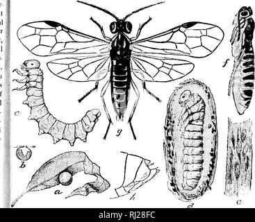 . Révision des Nematinae d'Amérique du Nord [microforme] : une sous-famille de les hyménoptères de la famille des Tenthredinidae. Les insectes Hyménoptères ; ; ; Insectes Hyménoptères. 33 il eacli stripe on lo segments" Uf, grand place ik ; deux e et tous les lostii owish tlic brown : la stigmatisation et très léger, presque liyalino, tlu' hitter avec rovn § étroit)en bordure de ligne. Mdh :-Comme dans femme, sauf que l'occiput est inliiscated luesothorax et le est entièrement noir. Un femah" et un mâle. Le Michigan et le District de Columbia (.'). |((.oll. U, S. Nat. Mus.) * !&gt ;. Pontania kincaidi nouvelles espèces. Fnuale Banque D'Images