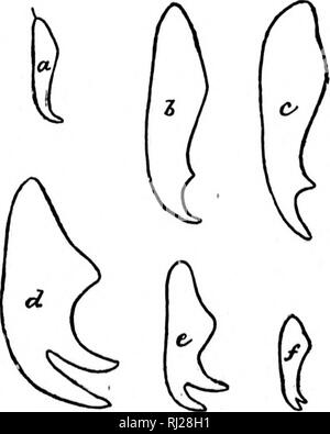 . Révision des Nematinae d'Amérique du Nord [microforme] : une sous-famille de les hyménoptères de la famille des Tenthredinidae. Les insectes Hyménoptères ; ; ; Insectes Hyménoptères. 15 d'Jipparent sclerite sont très Il y a 8 sclerite érieur, por- tout li un livre blanc 0 comme valeur universelle pt mauvais mauvais le^ infectieux eaii cette espèce byiium f-- litlio le segment ineta aud^jllowin beeu ive réputé audience f- 0 ce qui concerne les veines de son e ' de l'ect oreille. Ils protègent ; i.'L', l'as, alors e été angiug ibfaini j, il iiiiif-,' de 10 pro- horax latéral, ! Rudi- •einity- ivided les ailes antérieures, l Banque D'Images