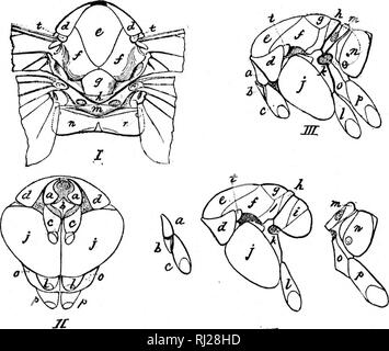 . Révision des Nematinae d'Amérique du Nord [microforme] : une sous-famille de les hyménoptères de la famille des Tenthredinidae. Les hyménoptères ; insectes ; HymÃ©noptÃ¨res ; Insectes. 13, mais Bunueister racic lunl Isiter iiuthors givni liiive de bonnes raisons pour coiisitlcriiig^- il pour représenter de l'arc dorsal protliorax iiotiuii^ ou pro-, et elle est ainsi désignée dans le présent document. Appartenant à l'niesothorax teguhe sont les lobes latéraux, antérieur et de l'niesoscutuni niesovseutelluni niesopostscutellnni, et (pour la deuxième et la concision sourd les divisions sont appelés les parties antérieure et ultérieure Banque D'Images