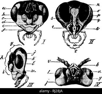 . Révision des Nematinae d'Amérique du Nord [microforme] : une sous-famille de les hyménoptères de la famille des Tenthredinidae. Les insectes Hyménoptères ; ; ; Insectes Hyménoptères. 11^ * head est convexe à l'avant et plus ou moins en arrière du contre-batteur.  ! Il reseuts j)dans les caractères de l'clypcns et de l'occipital et frontale de crêtes, de concert avec l'antenne, des caractères très précieux pour la séparation des genres et si)ecies. La difficulté de l'examen des spécimens séchés dans les mandibules je rend l'utilisation de ces parties dans de description à déconseiller, et cela est vrai aussi de l'maxilhe et Banque D'Images