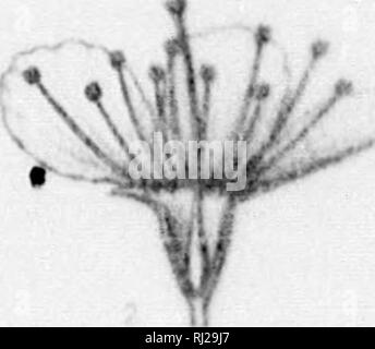 . Le Silva de l'Amérique du Nord [microforme] : une description de l'arbre qui se développent naturellement en Amérique du Nord du Mexique exclusif. Les ARBRES ; ARBRES ; ARBRES, Arbres.  ? *. Veuillez noter que ces images sont extraites de la page numérisée des images qui peuvent avoir été retouchées numériquement pour plus de lisibilité - coloration et l'aspect de ces illustrations ne peut pas parfaitement ressembler à l'œuvre originale.. Sargent, Charles Sprague, 1841-1897 ; Faxon, Charles Edward, 1846-1918. New York, Boston : Houghton, Mifflin Banque D'Images