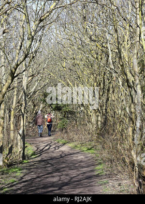 Hiker in a grove among the dunes of the island of Sylt in Germany Banque D'Images
