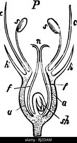 . Les éléments structurels de la botanique [microforme] : avec référence spéciale à l'étude des usines canadiennes, auquel s'ajoute une sélection de sujets d'examen. Anatomie végétale ; botanique ; plantes ; Botanique. . Veuillez noter que ces images sont extraites de la page numérisée des images qui peuvent avoir été retouchées numériquement pour plus de lisibilité - coloration et l'aspect de ces illustrations ne peut pas parfaitement ressembler à l'œuvre originale.. Spotton, H. B. (Henry Byron), 1844-1933. Toronto : W. J. Gage Banque D'Images