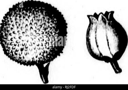 . Les fleurs et leurs pedigrees [microform]. Fleurs ; fleurs ; Fleurs ; Fleurs. Le romantisme d'un côté la lutte contre les mauvaises herbes. 55 se développe sauvage dans l'ouest de l'Espagne, du Portugal et de l'accélération de la chaîne des Pyrénées, et réapparaît dans le sud-ouest de l'Irlande. Une autre jolie petite saxifrage saute de la même manière de l'Asturies à Killarney. Dabeoc St.'s heath a la même gamme. L'Orchid est très lié de Bordeaux à une seule station dans le comté de Galway. Pour résumer brièvement, ' la Crète, l'Auvergne, les Pyrénées, S.-W. L'Irlande, l' est une description technique de la distribution d'un grand nombre de belles plantes de l'Europe du sud.. Fig. Banque D'Images