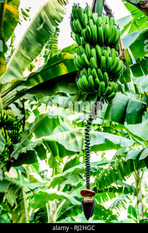 La banane et banane fleurs en croissance sur bananier sur les rives du lac Atitlan, Guatemala, Amérique Centrale Banque D'Images