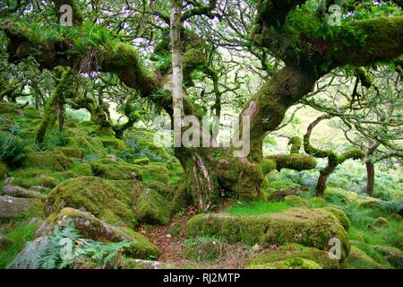 Wistmans Wood, ancien dense de chênes sessiles sur Dartmoor. De plus en plus parmi les rochers Clitter avec épiphytes. Devon, Royaume-Uni. Banque D'Images