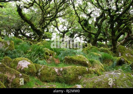 Wistmans Wood, ancien dense de chênes sessiles sur Dartmoor. De plus en plus parmi les rochers Clitter avec épiphytes. Devon, Royaume-Uni. Banque D'Images