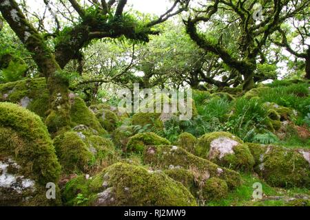 Wistmans Wood, ancien dense de chênes sessiles sur Dartmoor. De plus en plus parmi les rochers Clitter avec épiphytes. Devon, Royaume-Uni. Banque D'Images