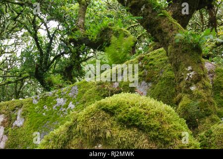 Wistmans Wood, ancien dense de chênes sessiles sur Dartmoor. De plus en plus parmi les rochers Clitter avec épiphytes. Devon, Royaume-Uni. Banque D'Images