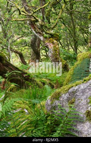 Wistmans Wood, ancien dense de chênes sessiles sur Dartmoor. De plus en plus parmi les rochers Clitter avec épiphytes. Devon, Royaume-Uni. Banque D'Images