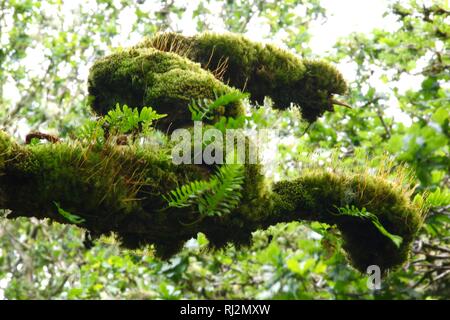 Wistmans Wood, ancien dense de chênes sessiles sur Dartmoor. De plus en plus parmi les rochers Clitter avec épiphytes. Devon, Royaume-Uni. Banque D'Images