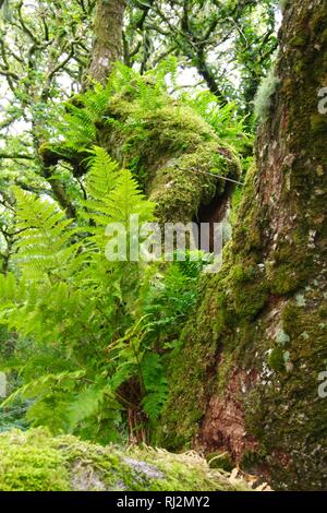 Wistmans Wood, ancien dense de chênes sessiles sur Dartmoor. De plus en plus parmi les rochers Clitter avec épiphytes. Devon, Royaume-Uni. Banque D'Images