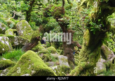 Wistmans Wood, ancien dense de chênes sessiles sur Dartmoor. De plus en plus parmi les rochers Clitter avec épiphytes. Devon, Royaume-Uni. Banque D'Images