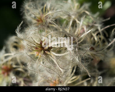 Un close up close-up macro détail de plein cadre Clematic Vitalba old man's beard fluffy hairy fleur fleurs Banque D'Images