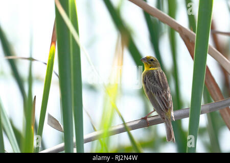 Jaune verdâtre-finch (Sicalis luteola), perché sur les rives des milieux humides sur les roseaux Banque D'Images