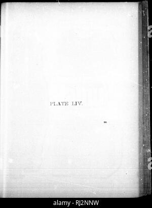 . L'extinction de la flore plus tard en Amérique du Nord [microforme]. Histoire Administration Démographie Lieux et la paléobotanique. . Veuillez noter que ces images sont extraites de la page numérisée des images qui peuvent avoir été retouchées numériquement pour plus de lisibilité - coloration et l'aspect de ces illustrations ne peut pas parfaitement ressembler à l'œuvre originale.. Newberry, J. S. (John Strong), 1822-1892 ; Hollick, Arthur, 1857-1933. Washington : G. P. O. Banque D'Images