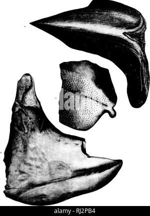 . Les poissons du Paléozoïque de l'Amérique du Nord [microforme]. La paléontologie ; poissons, les combustibles ; paléontologie ; poissons fossiles. . Veuillez noter que ces images sont extraites de la page numérisée des images qui peuvent avoir été retouchées numériquement pour plus de lisibilité - coloration et l'aspect de ces illustrations ne peut pas parfaitement ressembler à l'œuvre originale.. Newberry, J. S. (John Strong), 1822-1892. Washington : G. P. O. Banque D'Images