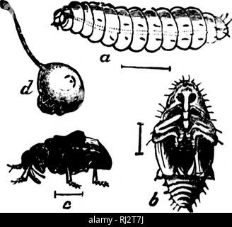 . L'agriculture pratique [microform]. L'agriculture ; l'Agriculture. Les INSECTES DU VERGER. 115 une coupe en forme de lune sur la peau près du trou. Si cette coupe n'ont pas été faites, ce qui arriverait à la jeune larve comme fruit grandit en taille ? Une beetle pondent de 50 à 100 oeufs. Une sorte de gomme se forme autour du trou. La tige du fruit, et il affaiblit bientôt tombe à terre avec la larve en elle. La larve sort ensuite et terriers dans le sol. Dans environ un mois l'ponderosa cultivés apparaît. Certains lutte la prune par secousses les arbres Fig. 61-Le prunier. curcuHo a, la larve ; /&gt ;, le chiot Banque D'Images