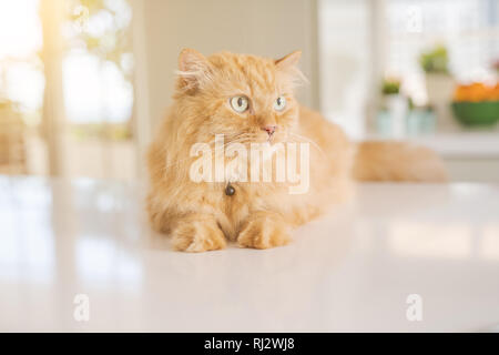 Beaux Cheveux longs gingembre cat allongé sur une table de cuisine sur une journée ensoleillée à la maison Banque D'Images