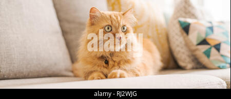 Beaux Cheveux longs gingembre cat allongé sur le canapé, un jour ensoleillé à la maison Banque D'Images