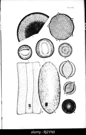 . Diatomaceae de l'Amérique du Nord [microforme] : illustré de vingt-trois cents figures de l'auteur sur les dessins de cent douze plaques. Algues Diatomées les diatomées ; ; ; Algues. . Veuillez noter que ces images sont extraites de la page numérisée des images qui peuvent avoir été retouchées numériquement pour plus de lisibilité - coloration et l'aspect de ces illustrations ne peut pas parfaitement ressembler à l'œuvre originale.. Wolle, Francis, 1817 à 1893. Bethlehem, Pennsylvanie : Appuyez sur Comenius Banque D'Images