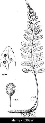 . Les plantes sauvages les plus courantes du Canada et plus particulièrement de la province de l'Ontario [microforme] : une flore à l'usage des débutants. Botanique ; fleurs sauvages ; les plantes ; botanique ; Fleurs sauvages, plantes. 148 plantes sauvages canadienne commune. fonction de la fécondation, une nouvelle usine est produit ressemblant à Thai qui a produit la spore. Il est à remarquer que, bien qu'un vrai seed contient en elle-même l'embryon de la nouvelle usine, qui est directement produite dans le processus de germination, une spore produit un organisme sur lequel sont ensuite mis au point les organes de l'action mutuelle qui donne lieu à Banque D'Images