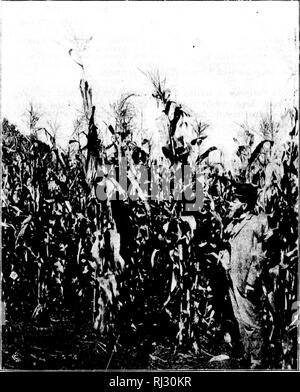 . Résultats obtenus en 1898 à partir de parcelles expérimentales de grain, le maïs fourrager et les racines [microform]. Grandes cultures ; des expériences sur le terrain ; céréales ; Agriculture ; cultures de plein champ ; essais en plein champ ; CÃ©rÃ©ales ; l'Agriculture. 41 ème !;i:k et foui : années d'i-:xpi:kten'ce avec des variétés de blé d'inde. (Si pas otliorwisc où marqué, tlin chiffres donnés sont les résultats de quatre yeiu&gt ;' tosts.) jusqu' six variétés de maïs indien nf qui ont atteint en moyenne le plus experiini^ récoltes à plusieurs fermes de la NTAL'tliree^ au cours passé ou quatre ans, sont l'tulldwing CENTHAI- :. MKNTAL KXPKKI.FERME, OTTAWA. ONT. J'tT Banque D'Images