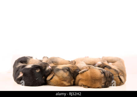 Trois chiots nouveau-né isolé sur fond blanc Banque D'Images