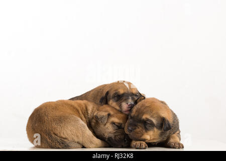 Trois chiots nouveau-né isolé sur fond blanc Banque D'Images