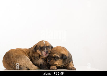 Trois chiots nouveau-né isolé sur fond blanc Banque D'Images